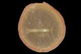 Unidentified Fossil Shrimp, Pos/Neg- Illinois #120905-2